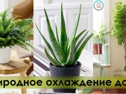 Шесть растений, которые помогут сохранить прохладу в доме