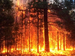 Масштабный пожар в Раденском лесничестве до сих пор не погасили