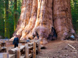 Деревья-гиганты: как в Украине и мире заботятся о тысячелетних деревьях?