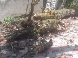 Жителя херсонского курорта едва не завалило деревом