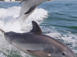 К берегам Одессы вернулись дельфины