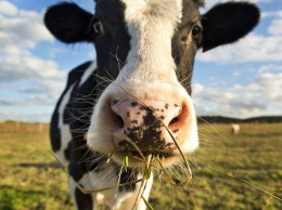 Аграриям начислено 260 миллионов гривен дотаций за содержание коров