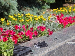 В Керчи высаживает цветы краснодарская фирма