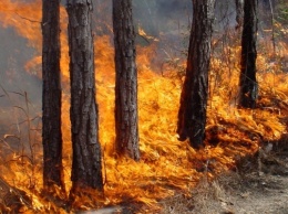 На Днепропетровщине зафиксировали лесной пожар
