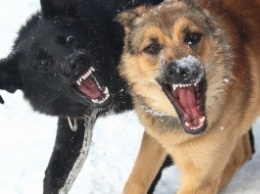 На Запорожском курорте ребенок подвергся нападению бродячих собак (ФОТО)