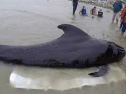 В Таиланде из-за пластиковых пакетов погиб дельфин