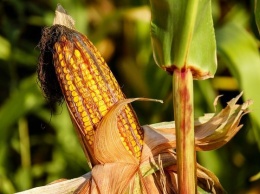 В Украине может появиться новый гибрид кукурузы с французскими корнями