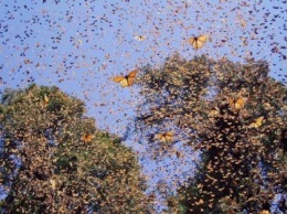 На Киев напали бабочки