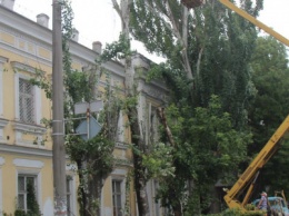 Убрать аварийное дерево в Херсоне - проблема