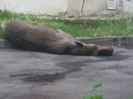 Молодой лось забрался в жилые кварталы Перми и умер от страха