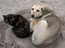 Исполком одобрил проект обращения с бездомными животными и регулирования их численности в Северодонецке