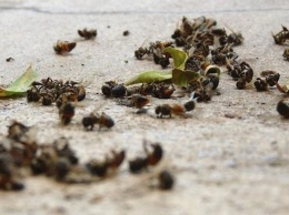 В Баштанском районе массово гибнут пчелы