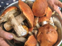 В Лисичанске мужчина поел грибов и умер до приезда скорой помощи