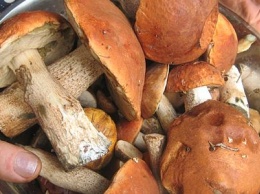 Вниманию бахмутчан: зафиксированы случаи отравления грибами