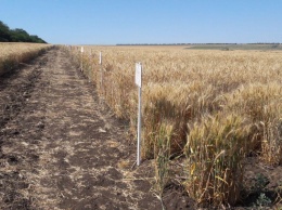Одесские аграрии ожидают меньшего урожая зерновых из-за засухи