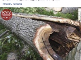 В Киеве женщину убило деревом