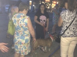 В Одессе бойцовская собака, которая ранее напала на девочку, порвала хаски, - ФОТО
