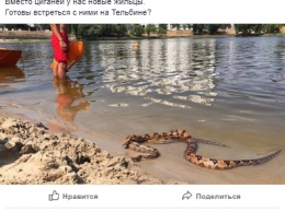 В Киеве, на пляже озера Тельбин, заметили двух "загорающих" питонов