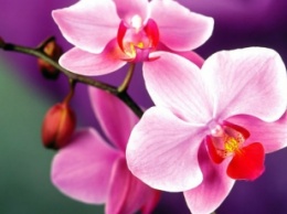 Магическое значение орхидеи в вашем доме: что может изменить в доме этот цветок