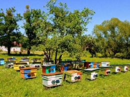 На Еланеччине местные пчеловоды подозревают, что в Воссиятское "пригласила" чужих пасечников депутат облсовета Демченко