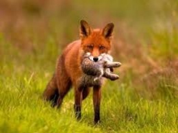 Нашествие лис: под Мариуполем животные нападают на домашних птиц и мелкий рогатый скот