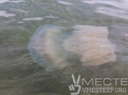 В Азовском море нашествие ядовитых медуз (Фото, видео)