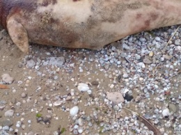 На мариупольском пляже нашли мертвого дельфина