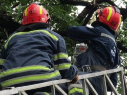 Вчера в Доброполье спасатели помогали убирать аварийные и сломанные деревья