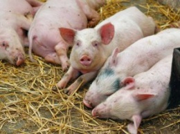 В Днепропетровской области зафиксирована новая вспышка африканской чумы свиней