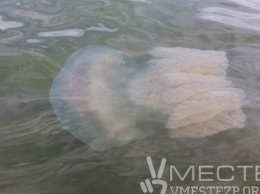 В Азовском море - нашествие медуз