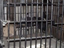 На Закарпатье девушку держали в клетке, потому что она была лесбиянкой (Фото)