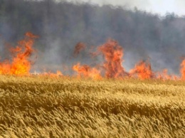 В Николаевской области полыхают пшеничные поля: предполагают - поджог и безответственность