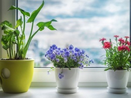 Комнатные растения по фен-шуй: цветы семейного счастья