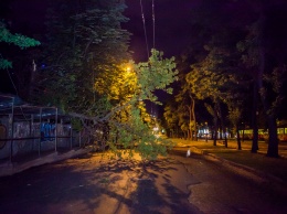 Древопад в Днепре: из-за разбушевавшейся стихии падали деревья