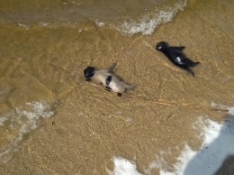 "Только человек может быть предателем и убийцей": на центральный пляж выбросило мертвых щенков