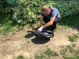 На Луганщине лиса напала на местных жителей