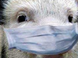 В одном из сел Сумской области выявили африканскую чуму свиней