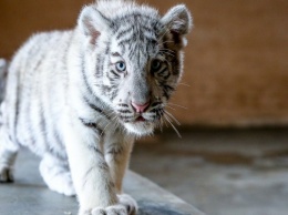 В зоопарке "Сафари" показали подросших тигрят-альбиносов (ВИДЕО)