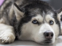 Ученые раскрыли сибирские корни вымерших собак индейцев