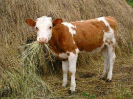 По тысячи на теленка: Одесской области дали почти полмиллиона гривен бюджетной дотации на содержание молодняка крупного рогатого скота