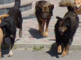 Собачий приют в Чернигове начинает работу