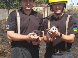 В Каховке пожарные спасли двух щенков