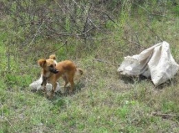 В Херсонской области спасли пса, которого в мешке бросили в колодец (ФОТО)