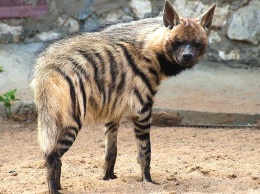 В Одесском зоопарке новые обитатели - полосатые гиены