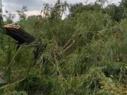 В херсонском парке упало огромное дерево