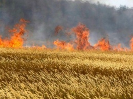 Полиция задержала поджигателя, уничтожившего пшеничное поле в Таврийске
