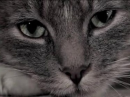 Жители Смоленска шокированы условиями содержания кошек на выставке