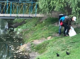 На озере в Киеве отравили диких уток