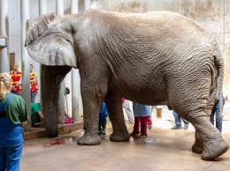 Чтобы прооперировать слона Карла в Таллинском зоопарке, понадобилось 60 человек