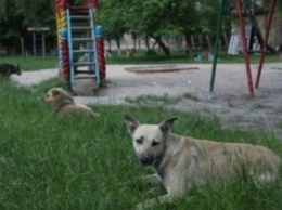 На Днепропетровщине бродячие собаки напали на подростка